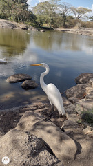 Ardea alba