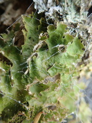 Pseudocyphellaria wilkinsii