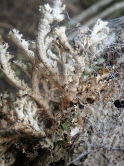 Pseudocyphellaria wilkinsii