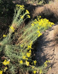 Senecio flaccidus douglasii