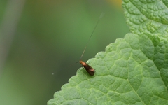 Adelidae
