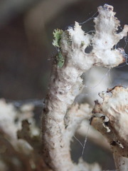 Pseudocyphellaria wilkinsii