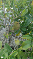 Magnoliopsida