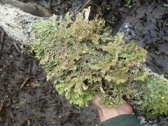 Pseudocyphellaria wilkinsii