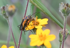 Chauliognathus limbicollis