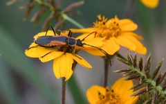 Chauliognathus limbicollis