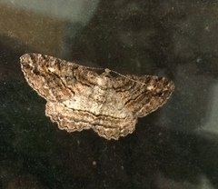 Neoalcis californiaria