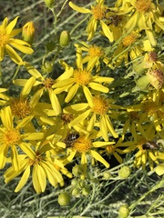 Senecio flaccidus douglasii