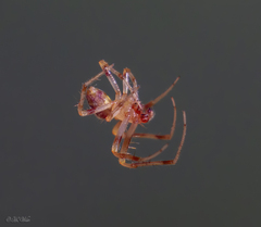 Araneus thaddeus