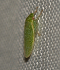 Hamana