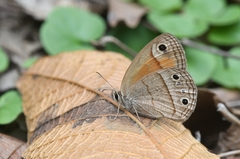 Cissia rubricata rubricata
