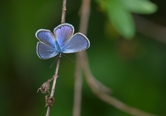 Hemiargus ceraunus astenidas
