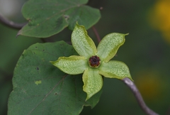 Gonolobus erianthus