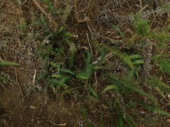 Blechnum molle