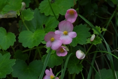 Begonia uniflora