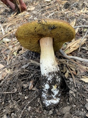 Boletus rubriceps