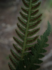 Blechnum molle
