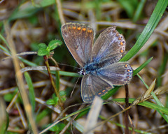 Polyommatus icarus