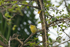 Todirostrum cinereum