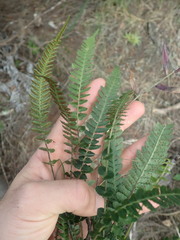 Blechnum molle