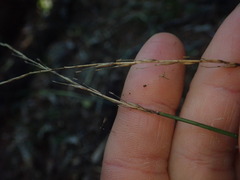 Carex subviridis