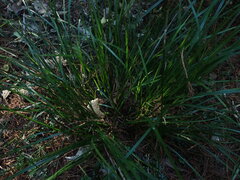 Carex subviridis