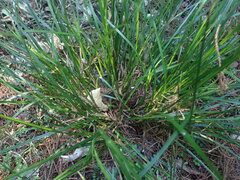 Carex subviridis
