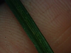 Carex subviridis