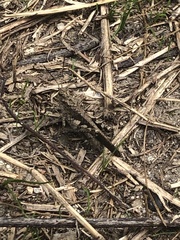 Trilophidia annulata