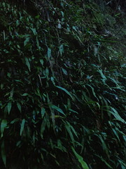 Loxogramme dictyopteris