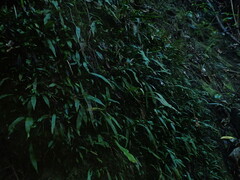 Loxogramme dictyopteris