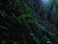 Loxogramme dictyopteris