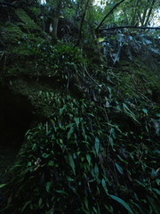 Loxogramme dictyopteris