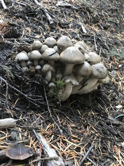 Lyophyllum