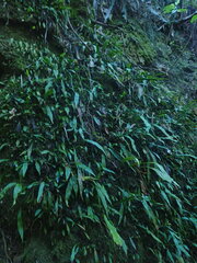 Loxogramme dictyopteris