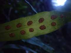 Loxogramme dictyopteris