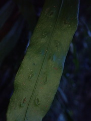 Loxogramme dictyopteris