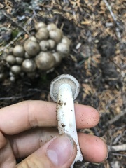 Lyophyllum