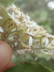 Olearia albida