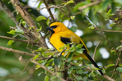 Icterus nigrogularis