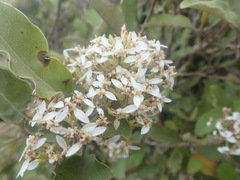 Olearia albida