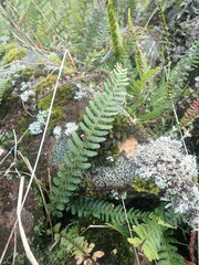 Blechnum molle