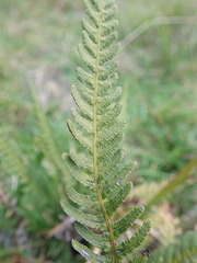 Blechnum molle