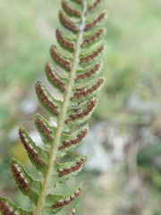 Blechnum molle