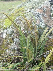 Blechnum molle
