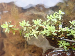 Illecebrum verticillatum