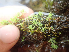 Illecebrum verticillatum