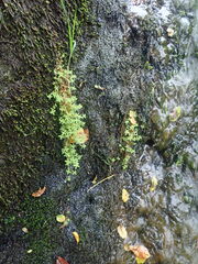 Illecebrum verticillatum