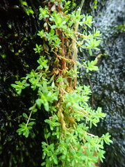 Illecebrum verticillatum