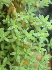 Illecebrum verticillatum